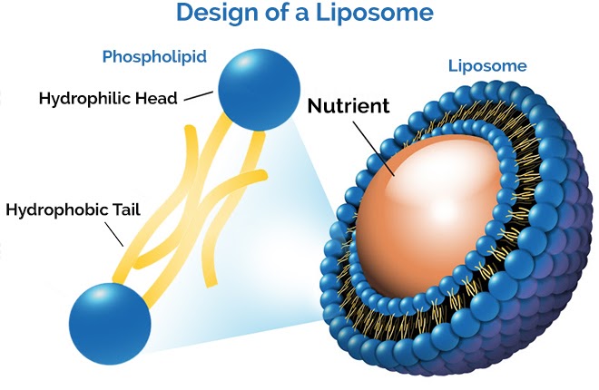 designul unui lipozom